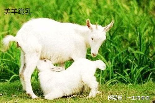 网红小羊吃瓜群微博号