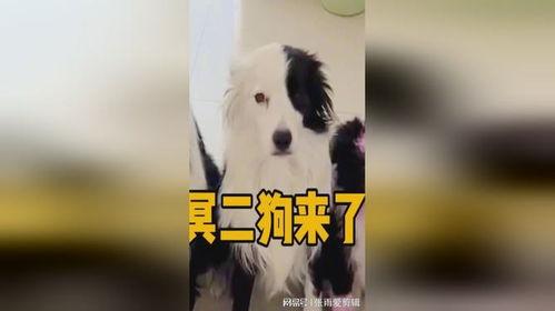 二狗在线观看,笑料百出，温情满满的人生百态