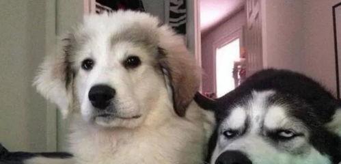 二狗在线观看,笑料百出,温情满满的人生百态 第2张 二狗在线观看,笑料百出,温情满满的人生百态 第2张