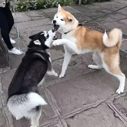 二狗在线观看,笑料百出,温情满满的人生百态 第3张 二狗在线观看,笑料百出,温情满满的人生百态 第3张