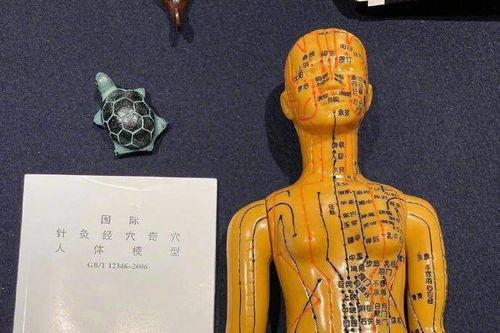 人体模型最新爆料视频,科技与艺术的完美融合 第3张 人体模型最新爆料视频,科技与艺术的完美融合 第3张