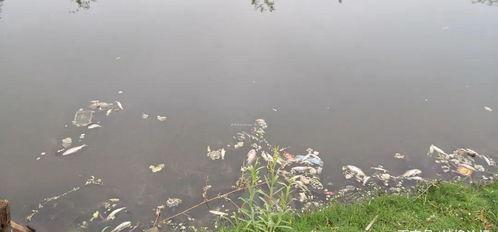 蚌埠非洲雁最新爆料,带你走进神秘雁群世界