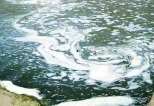 蚌埠非洲雁最新爆料,带你走进神秘雁群世界 第3张 蚌埠非洲雁最新爆料,带你走进神秘雁群世界 第3张