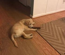 狗狗最新爆料,宠物界的最新动态与趣闻