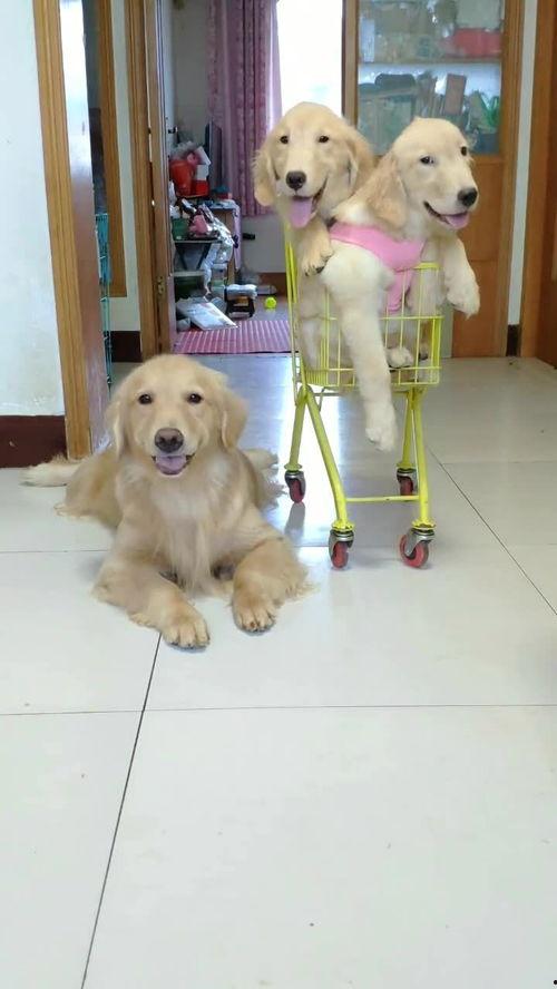 狗狗最新爆料,宠物界的最新动态与趣闻 第2张 狗狗最新爆料,宠物界的最新动态与趣闻 第2张