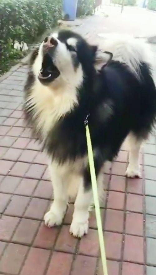 狗狗最新爆料,宠物界的最新动态与趣闻 第3张 狗狗最新爆料,宠物界的最新动态与趣闻 第3张