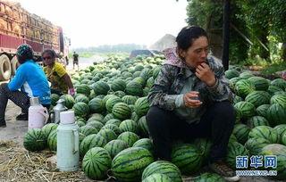 大城县吃瓜最新事件爆料,揭秘背后惊人真相 第2张 大城县吃瓜最新事件爆料,揭秘背后惊人真相 第2张