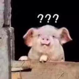 猪婆姐姐爆料新闻,娱乐圈最新劲爆新闻揭秘