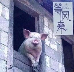 猪婆姐姐爆料新闻,娱乐圈最新劲爆新闻揭秘  第3张