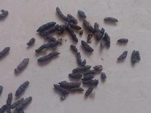 石家庄爆料老鼠屎事件最新,食品安全问题再敲警钟