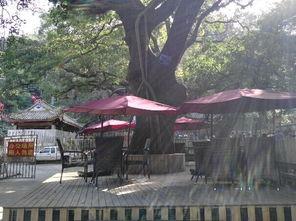 福州鼓山爆料案件最新,惊现神秘失踪事件，真相待解  第2张