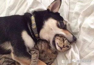 二狗爆料武神坛造假视频,武神坛造假视频曝光，揭秘游戏内幕真相