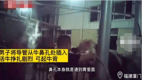 屠宰最新爆料视频播放,屠宰场内幕视频曝光，震撼揭示行业黑幕  第3张